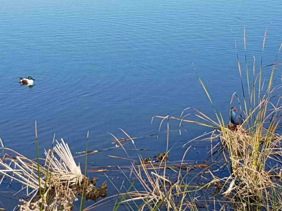 Villa Ria Formosa Pineview Distretto di Distretto di Faro Esterno foto